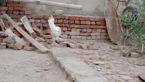 Rooster Walking Around During a Peaceful Morning Stock Footage 346339175