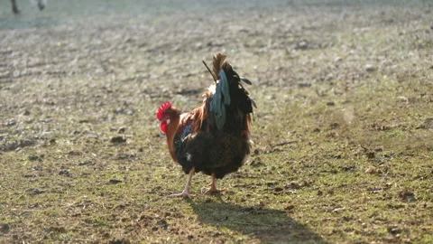 Rooster walking around, picking on the ground. Stock Footage 150603469