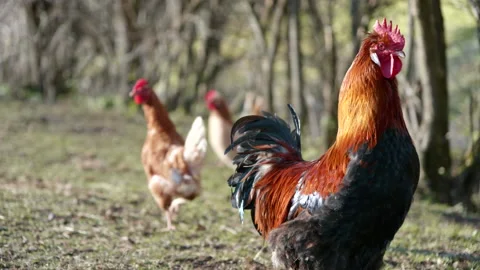 Rooster walking around with some hens, picking on the ground. Stock Footage 150591287