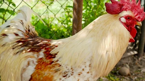 Rooster walking around the yard. Close-up Stock Footage 80282347