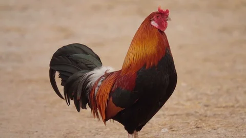 Rooster walking away from the camera in slow motion. Stock Footage 128348339