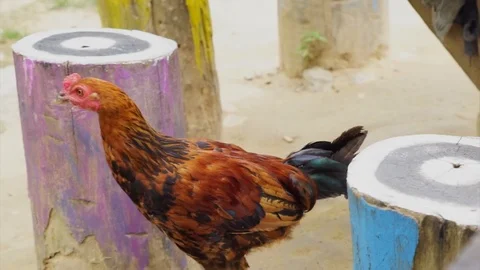 Rooster walking - chicken walk Vídeos de archivo 104949361