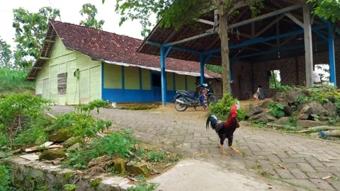 Rooster walking in the countryside Vídeos de archivo 237706386