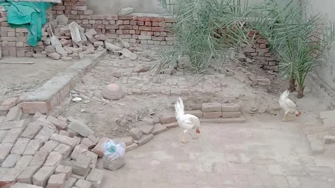 Rooster Walking Directly Toward the Camera 스톡 동영상 347036260