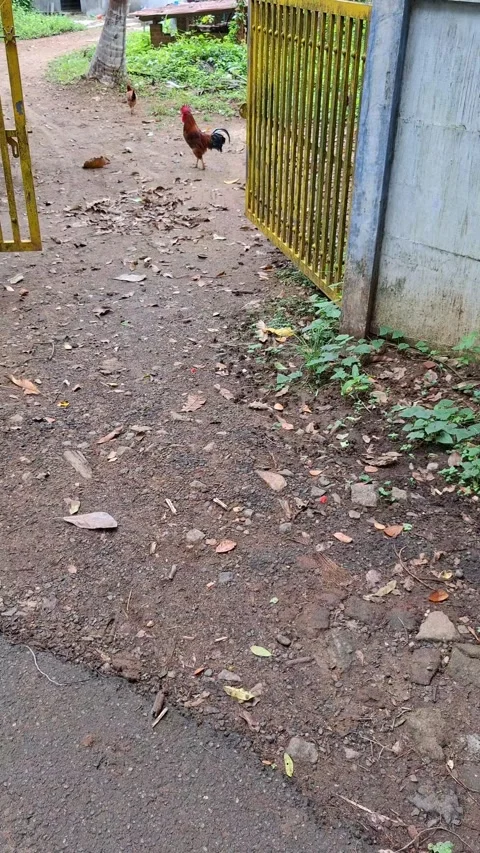 Rooster walking on dirt path by gate video Stock Footage 338984693