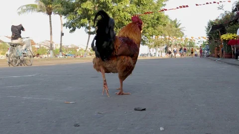 Rooster walking down the street Stock Footage 128277251