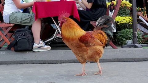 Rooster walking down the street Stock Footage 128277255