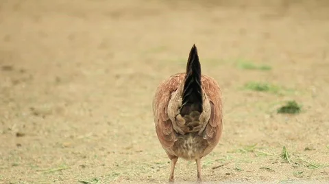 Rooster walking on farm 2 Stock Footage 759491