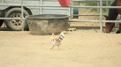 Rooster walking on farm Stock Footage 759505