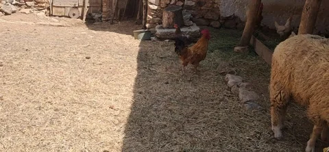 Rooster Walking in Farmyard Video stock 342295775