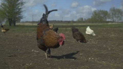Rooster walking in field among poultry. Low angle shot Stock Footage 240557320