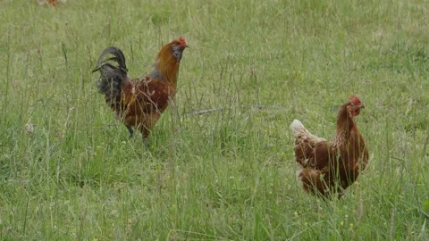 Rooster walking in field Video stock 198070120
