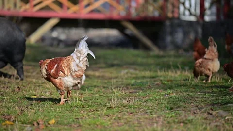 A rooster is walking in a field with other chickens Stock Footage 320199737