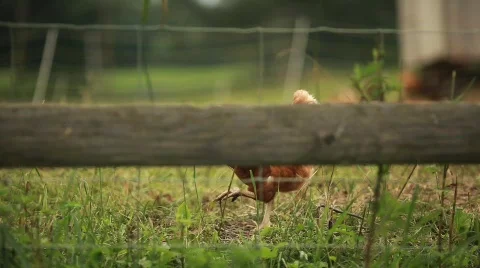 Rooster Walking 動画素材 594199