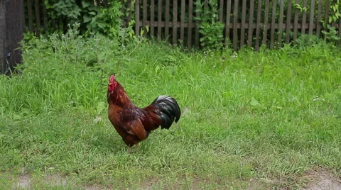 Rooster walking Stock Footage 52694002