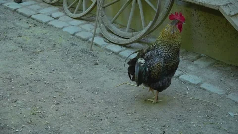 Rooster walking  Stock Footage 242865530
