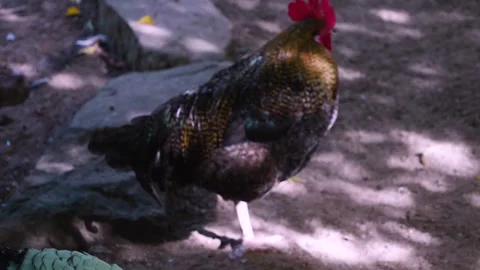 Rooster walking Stock Footage 252223288