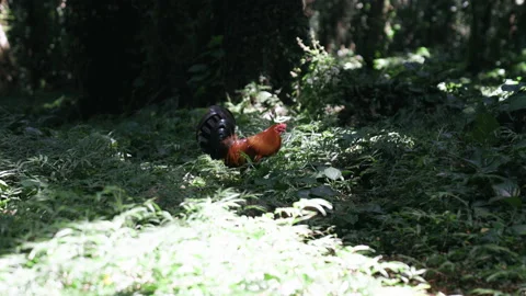 Rooster Walking in Forest in SLOMO 4k Stock Footage 235579925