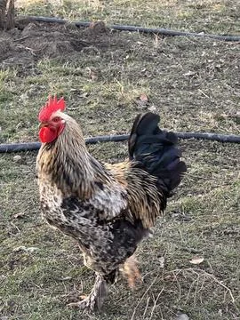 Rooster Walking Forward on Rustic Ground Stock Photos