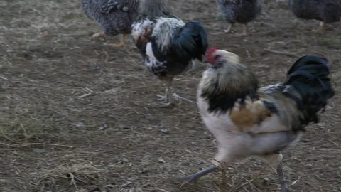 Rooster walking with hens 库存影片 97763972