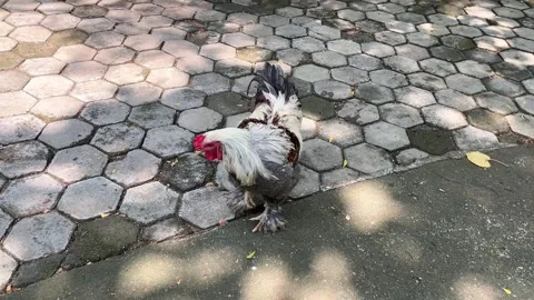 Rooster walking on hexagon brick flooring Stock Footage 281039517