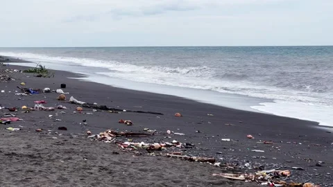 Rooster walking in middle of garbage on beach in cloudy Java, Indonesia, Stock Footage 249984079
