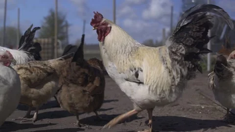 Rooster walking in pen among poultry. Low angle shot Stock Footage 240560378