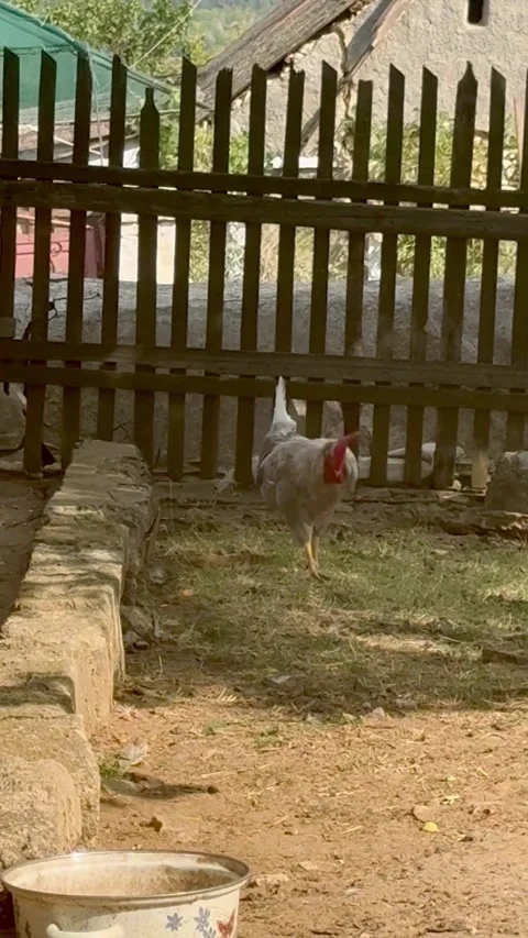 Rooster Walking in Rustic Countryside Yard Stock Footage 317499179