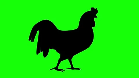 Rooster walking silhouette side view animation on clean green screen background Stock Footage 314563731