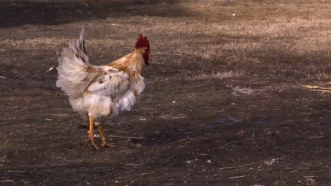 Rooster walking slowly Stock Footage 84331029