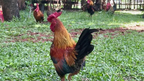 Rooster Walking Step by Step in a Natural Park 4K Vídeo Stock 334700302