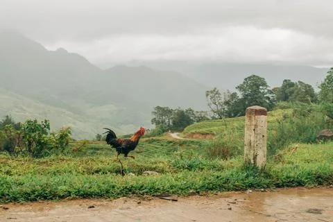 Rooster walking through a mountain landscape Foto stock