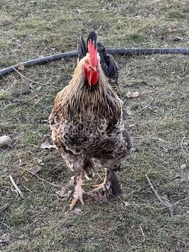 Rooster Walking Toward Camera Stock Photos