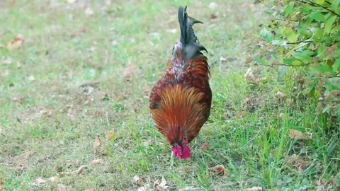 Rooster walks along the grass, slow motion Stock Footage 80492768