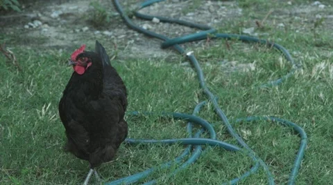 Rooster Walks and Eats Grass Stock Footage 56401051