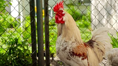 The rooster walks around the garden Stock Footage 80281451