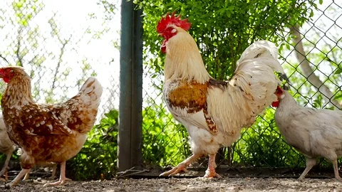 The rooster walks with chickens Stock Footage 80281618