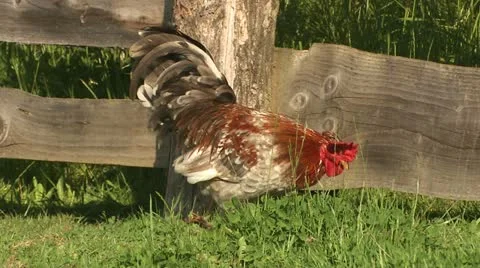 Rooster walks Video stock 22251882