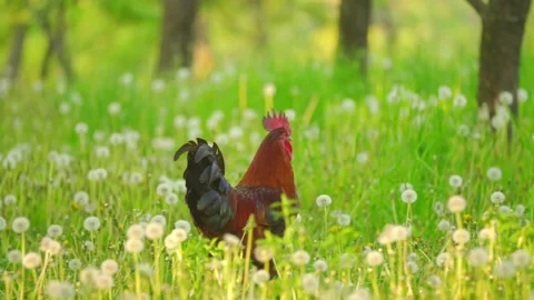 A rooster walks on the grass Stock Footage 131429533