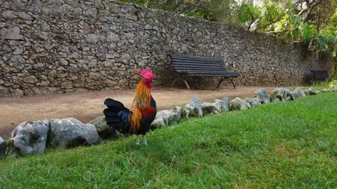 Rooster walks on green grass Stock Footage 139534936