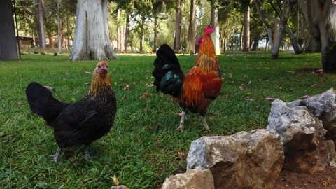 Rooster walks on green grass Stock Footage 139534943
