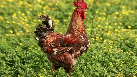 Rooster walks on green grass 스톡 동영상 140004344