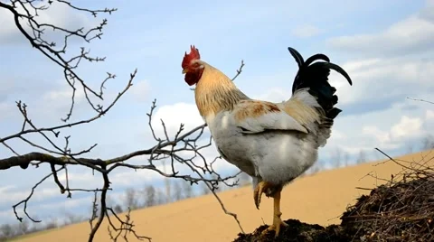Rooster walks on manure Stock Footage 40144800