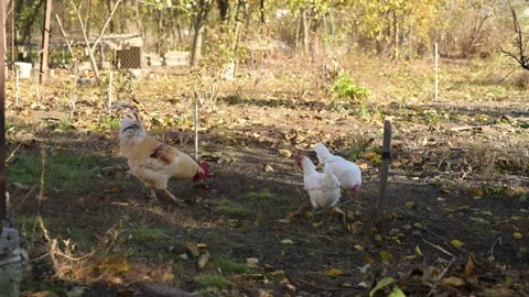 A rooster walks together with several white hens Stock Footage 346249146