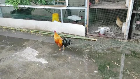 The rooster walks on the water Stock Footage 259466168