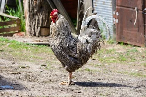 A rooster walks in the yard Stock Photos