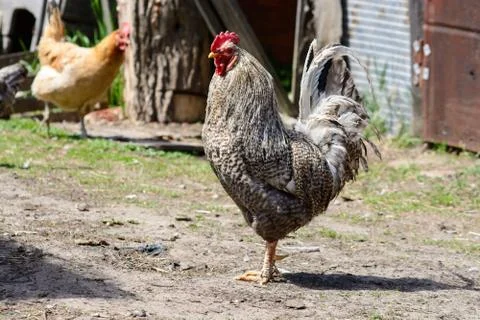 A rooster walks in the yard Stock Photos