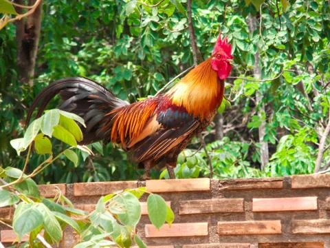 A rooster on the wall Фото