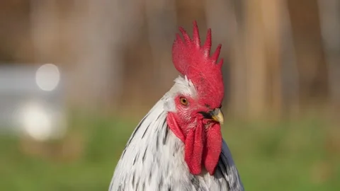 Rooster watches Vídeo Stock 168439727