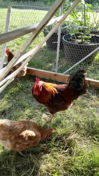 Rooster Watching Hen Stock Photos